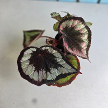 Load image into Gallery viewer, #RD31 Begonia Unknown