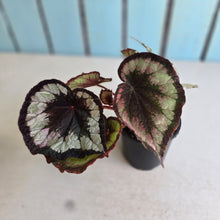 Load image into Gallery viewer, #RD31 Begonia Unknown