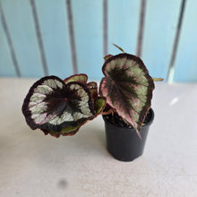 Load image into Gallery viewer, #RD31 Begonia Unknown