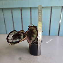 Load image into Gallery viewer, #RD31 Begonia Unknown