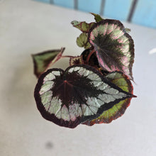 Load image into Gallery viewer, #RD31 Begonia Unknown