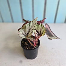 Load image into Gallery viewer, #RD31 Begonia Unknown