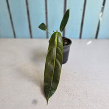 Load image into Gallery viewer, #RA3 Philodendron Patriciae