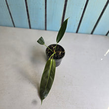 Load image into Gallery viewer, #RA3 Philodendron Patriciae