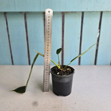 Load image into Gallery viewer, #RA3 Philodendron Patriciae
