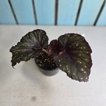 Load image into Gallery viewer, #R45 Begonia Unknown