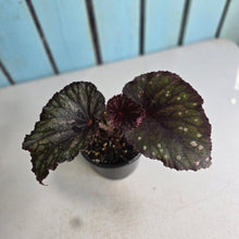 Load image into Gallery viewer, #R45 Begonia Unknown