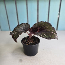 Load image into Gallery viewer, #R45 Begonia Unknown