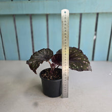 Load image into Gallery viewer, #R45 Begonia Unknown