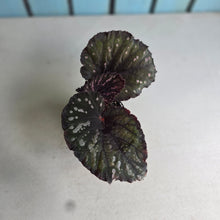 Load image into Gallery viewer, #R45 Begonia Unknown