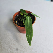Load image into Gallery viewer, #RD37 Two x Anthurium Pallidiflorum Seedlings