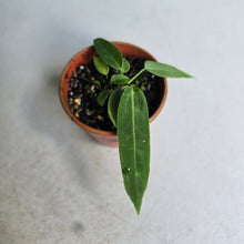 Load image into Gallery viewer, #RD37 Two x Anthurium Pallidiflorum Seedlings