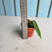 Load image into Gallery viewer, #RD37 Two x Anthurium Pallidiflorum Seedlings