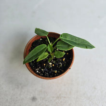 Load image into Gallery viewer, #RD37 Two x Anthurium Pallidiflorum Seedlings