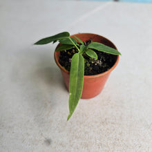 Load image into Gallery viewer, #RD37 Two x Anthurium Pallidiflorum Seedlings