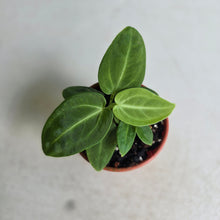 Load image into Gallery viewer, #R90 Anthurium Villenaorum Seedling