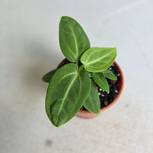 Load image into Gallery viewer, #R90 Anthurium Villenaorum Seedling
