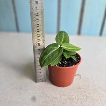 Load image into Gallery viewer, #R90 Anthurium Villenaorum Seedling