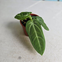 Load image into Gallery viewer, #RB23 Anthurium Villenaorum Seedling