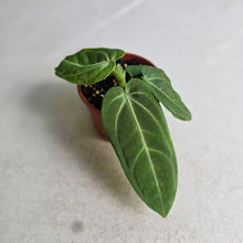 Load image into Gallery viewer, #RB23 Anthurium Villenaorum Seedling