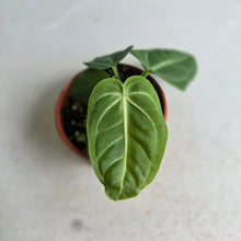 Load image into Gallery viewer, #RB23 Anthurium Villenaorum Seedling