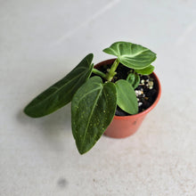 Load image into Gallery viewer, #RB23 Anthurium Villenaorum Seedling