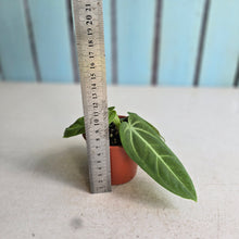 Load image into Gallery viewer, #RB23 Anthurium Villenaorum Seedling