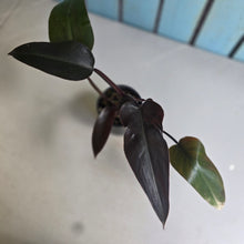 Load image into Gallery viewer, #RD28 Philodendron Black Knight
