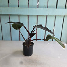Load image into Gallery viewer, #RD28 Philodendron Black Knight