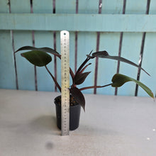 Load image into Gallery viewer, #RD28 Philodendron Black Knight