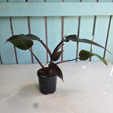 Load image into Gallery viewer, #RD28 Philodendron Black Knight
