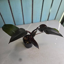 Load image into Gallery viewer, #RD28 Philodendron Black Knight