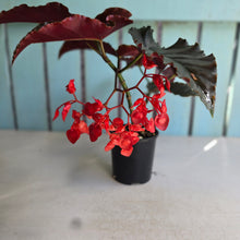Load image into Gallery viewer, #R24 Begonia Anna Christine
