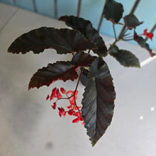Load image into Gallery viewer, #R24 Begonia Anna Christine