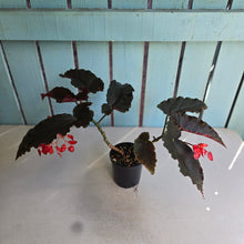 Load image into Gallery viewer, #R24 Begonia Anna Christine