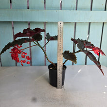 Load image into Gallery viewer, #R24 Begonia Anna Christine