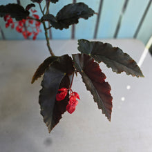 Load image into Gallery viewer, #R24 Begonia Anna Christine