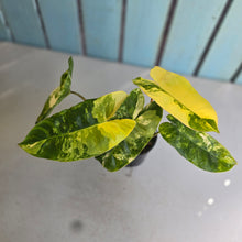 Load image into Gallery viewer, #RD23 Variegated Philodendron Burle Marx