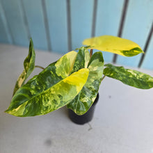 Load image into Gallery viewer, #RD23 Variegated Philodendron Burle Marx