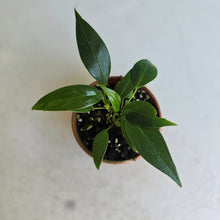 Load image into Gallery viewer, #D455 Three x Anthurium Rupicola Seedlings