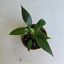 Load image into Gallery viewer, #D455 Three x Anthurium Rupicola Seedlings