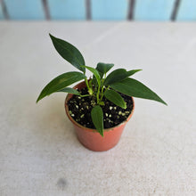 Load image into Gallery viewer, #D455 Three x Anthurium Rupicola Seedlings