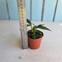 Load image into Gallery viewer, #D455 Three x Anthurium Rupicola Seedlings