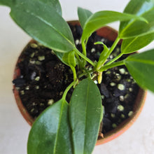 Load image into Gallery viewer, #D455 Three x Anthurium Rupicola Seedlings