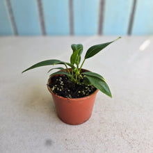 Load image into Gallery viewer, #D455 Three x Anthurium Rupicola Seedlings