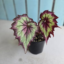 Load image into Gallery viewer, #R371 Begonia Raspberry Torte