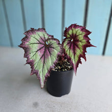 Load image into Gallery viewer, #R371 Begonia Raspberry Torte