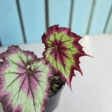 Load image into Gallery viewer, #R371 Begonia Raspberry Torte