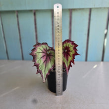 Load image into Gallery viewer, #R371 Begonia Raspberry Torte