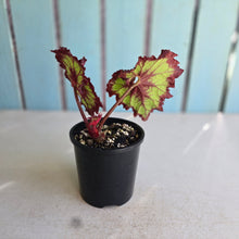 Load image into Gallery viewer, #R371 Begonia Raspberry Torte